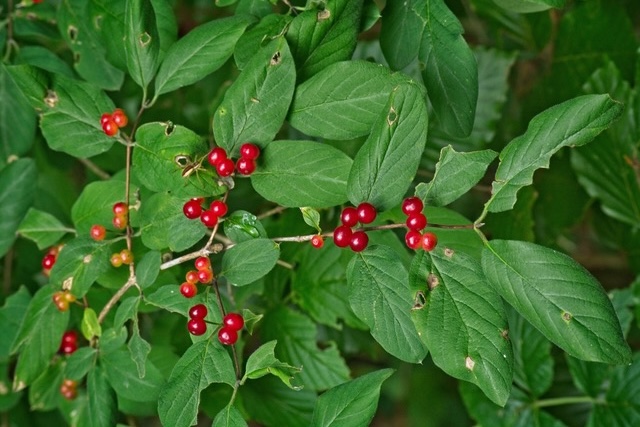 Bild Frucht Heckenkirsche Pflanzenkunde
