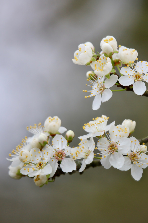 Bild Schlehe Blüte Pflanzenkunde