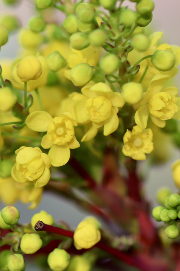 Berberitze Blüte