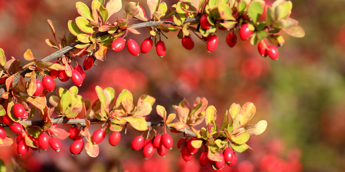Berberitze Frucht