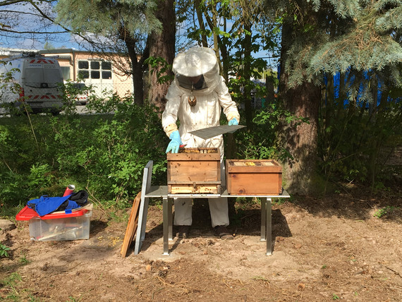 05 Bienen