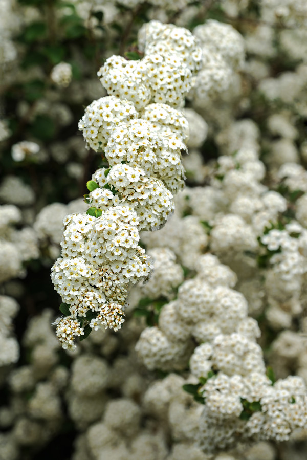 Bild Weißdorn Blüte Pflanzenkunde