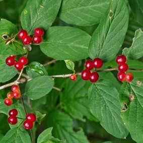 Bild Frucht Heckenkirsche Pflanzenkunde