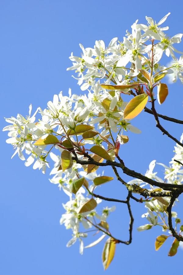Bild Kupferfelsenbirne Blüte Pflanzenkunde