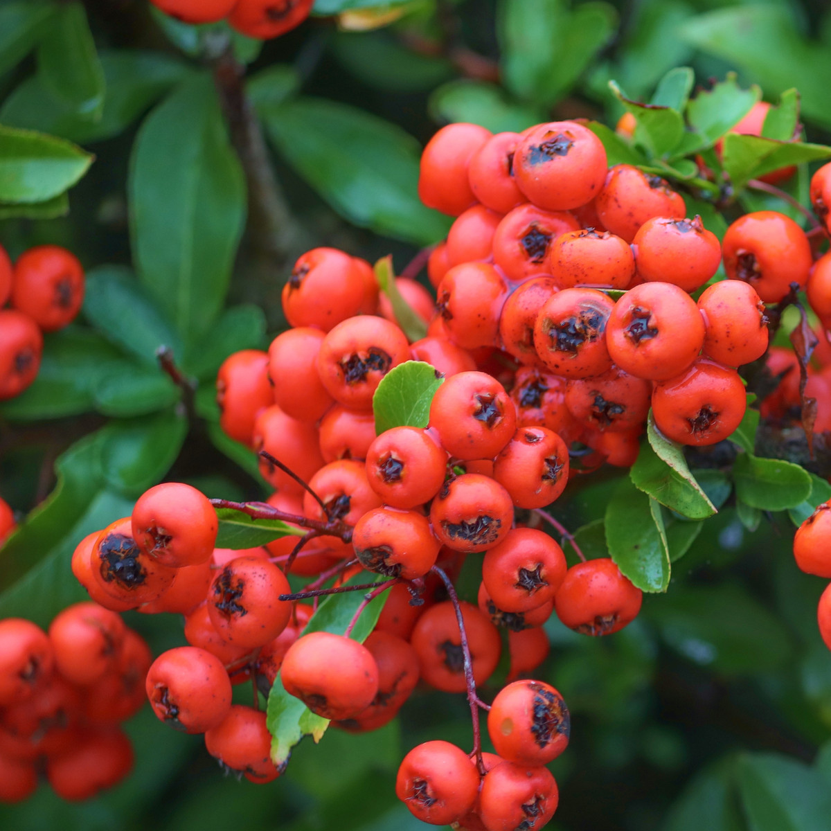 Bild Feuerdorn Frucht Pflanzenkunde
