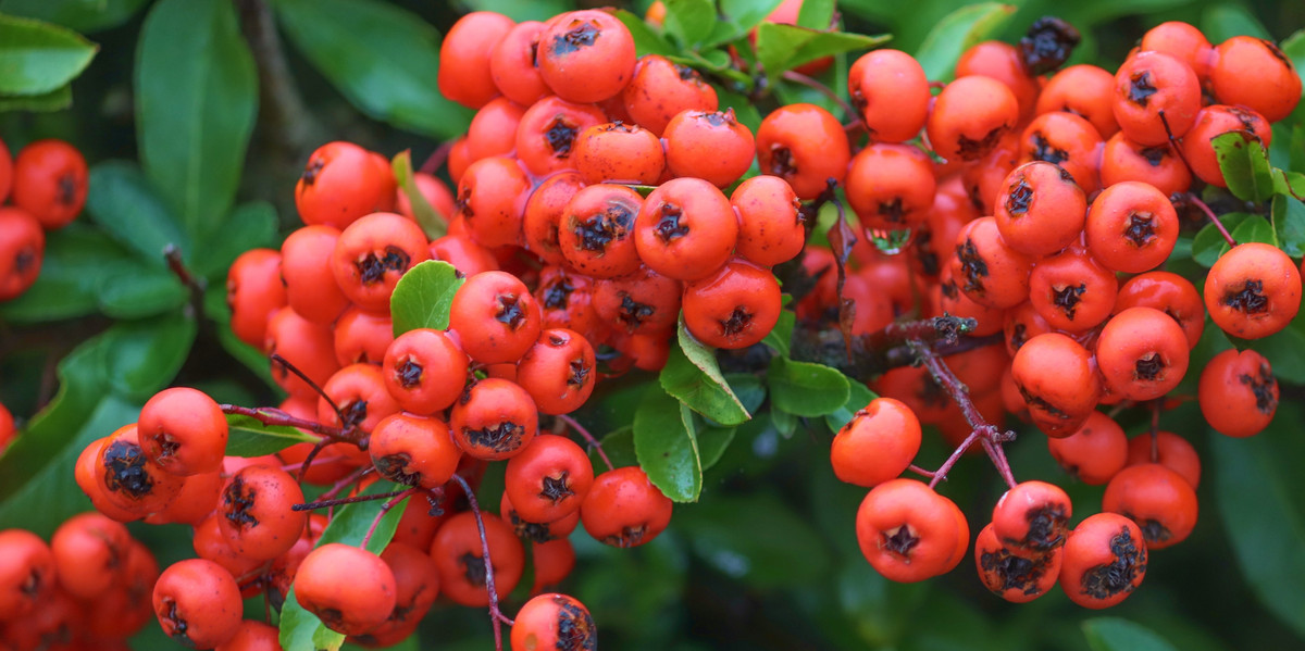 Bild Feuerdorn Frucht Pflanzenkunde