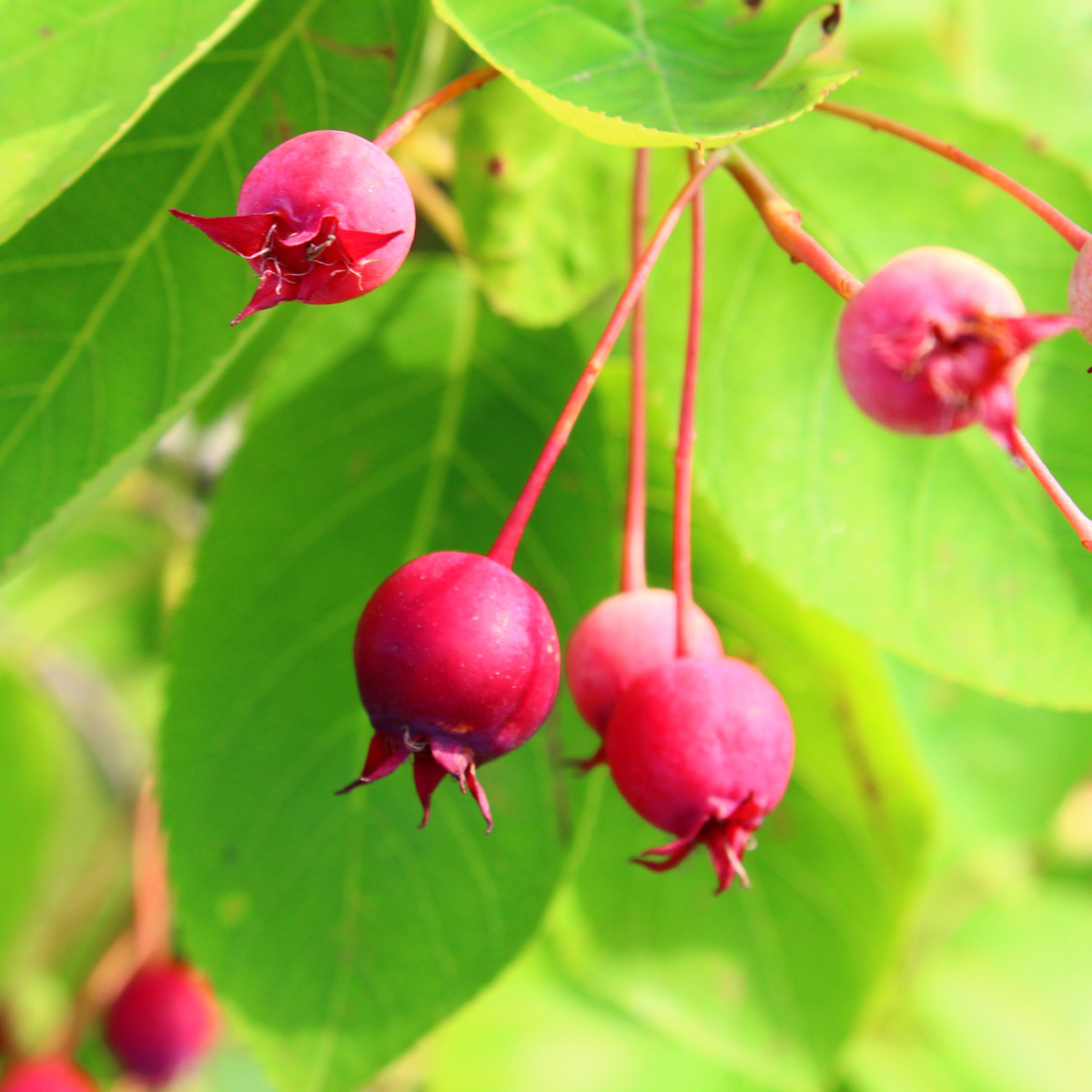 Bild Kupferfelsenbirne Frucht Pflanzenkunde