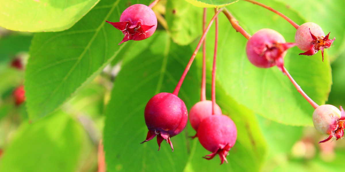 Bild Kupferfelsenbirne Frucht Pflanzenkunde