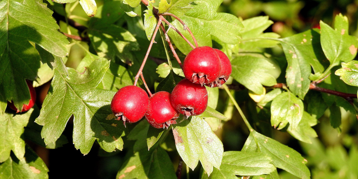 Bild Weißdorn Frucht Pflanzenkunde
