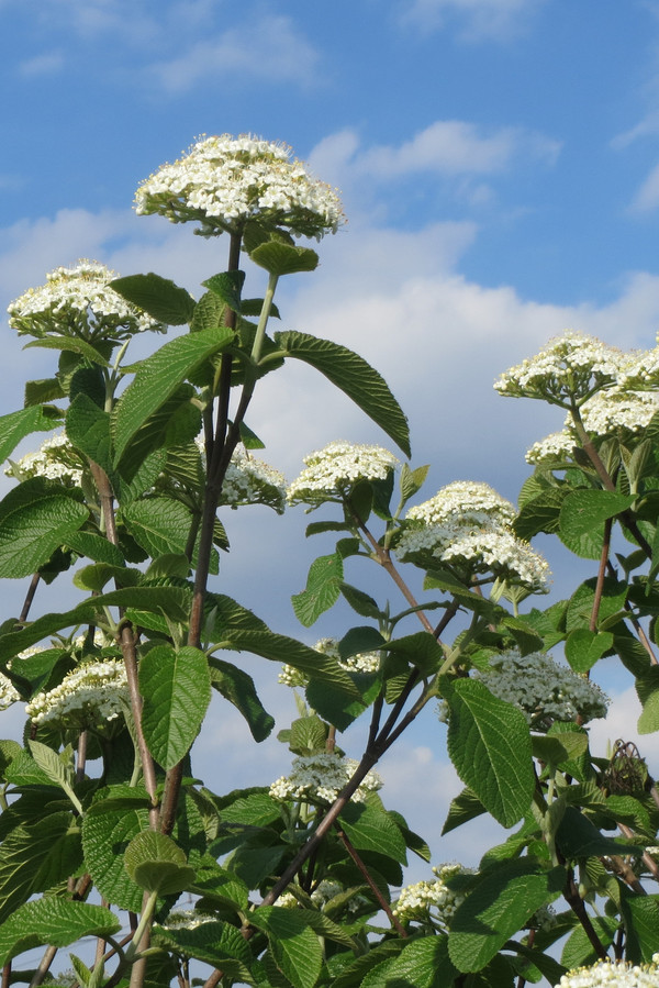 Bild Wolliger Schneeball Blüte Pflanzenkunde