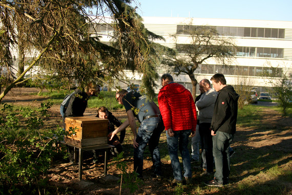 04 Bienen