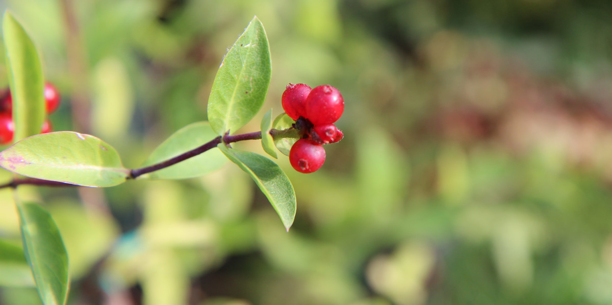 Bild Heckenkirsche Frucht Pflanzenkunde