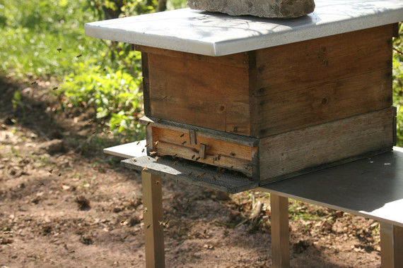 01 Bienen
