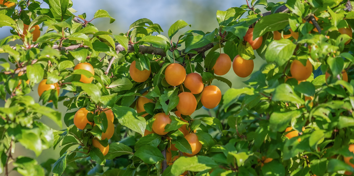 Bild Wildpflaume Frucht Pflanzenkunde