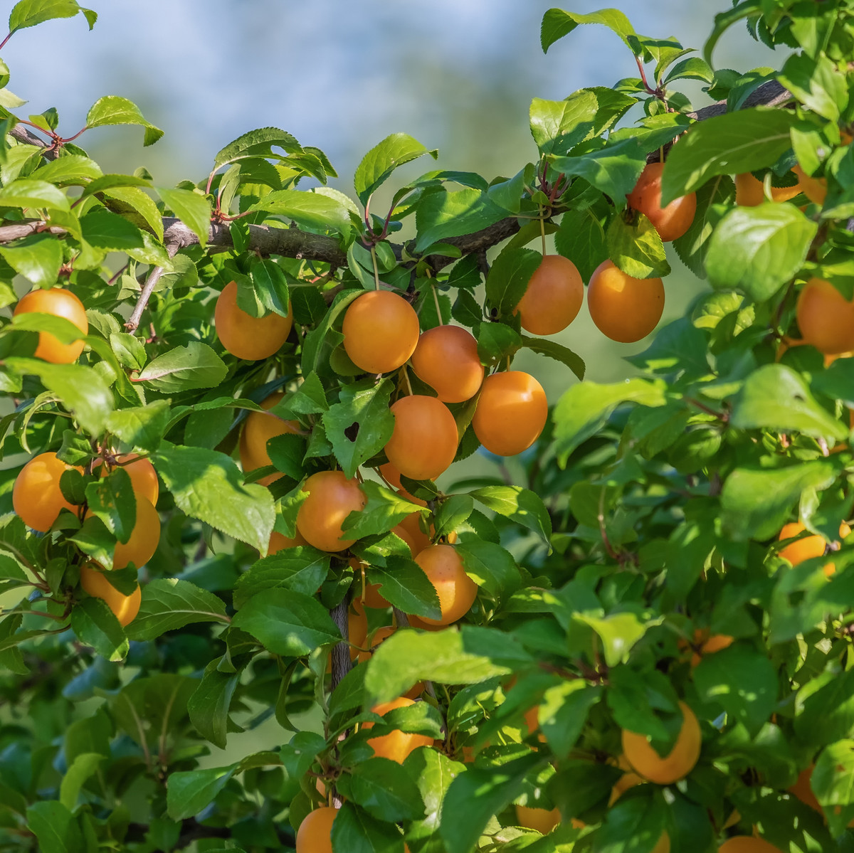 Bild Wildpflaume Frucht Pflanzenkunde