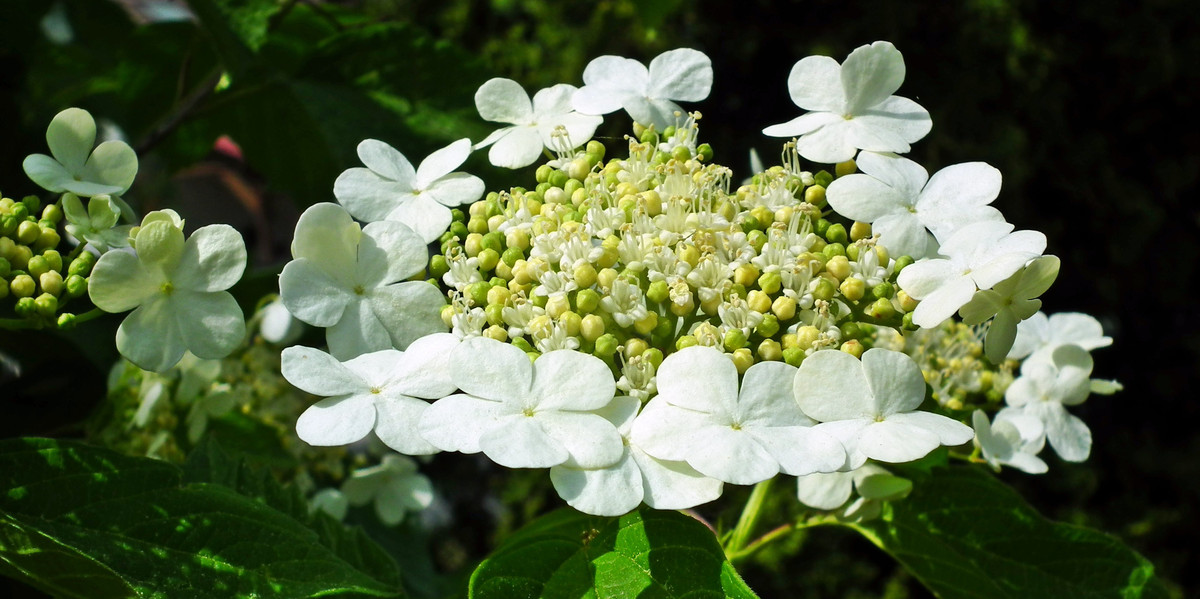 Bild Schneeball Blüte Pflanzenkunde