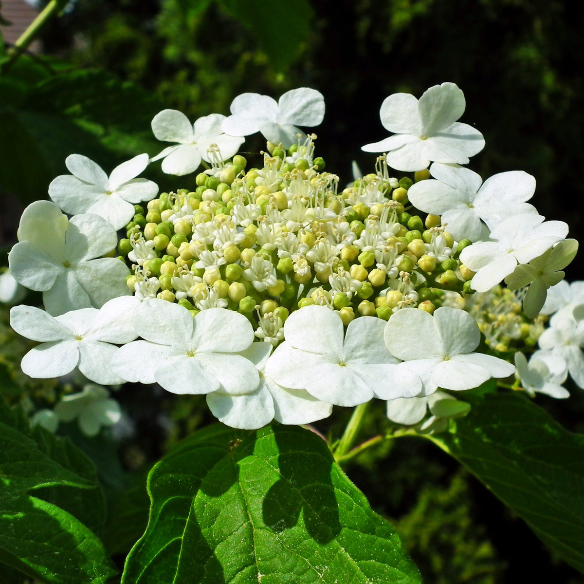Bild Schneeball Blüte Pflanzenkunde