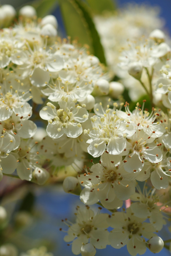 Feuerdorn Blüte