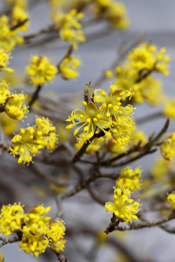 Bild Kornelkirsche Blüte Pflanzenkunde