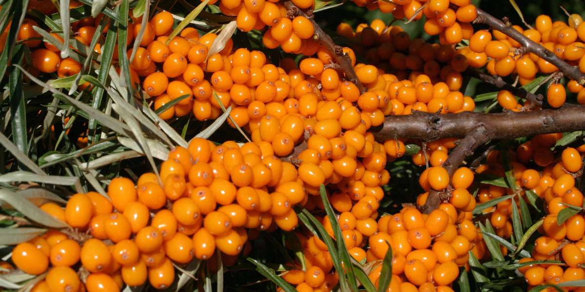 Bild Sanddorn Frucht Pflanzenkunde