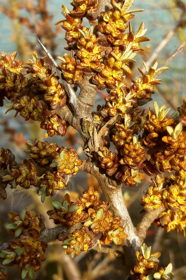 Bild Sanddorn Blüte Pflanzenkunde