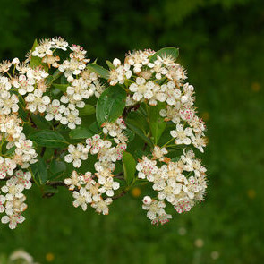 Blüte Apfelbeere Pflanzenkunde Firma Lüdecke