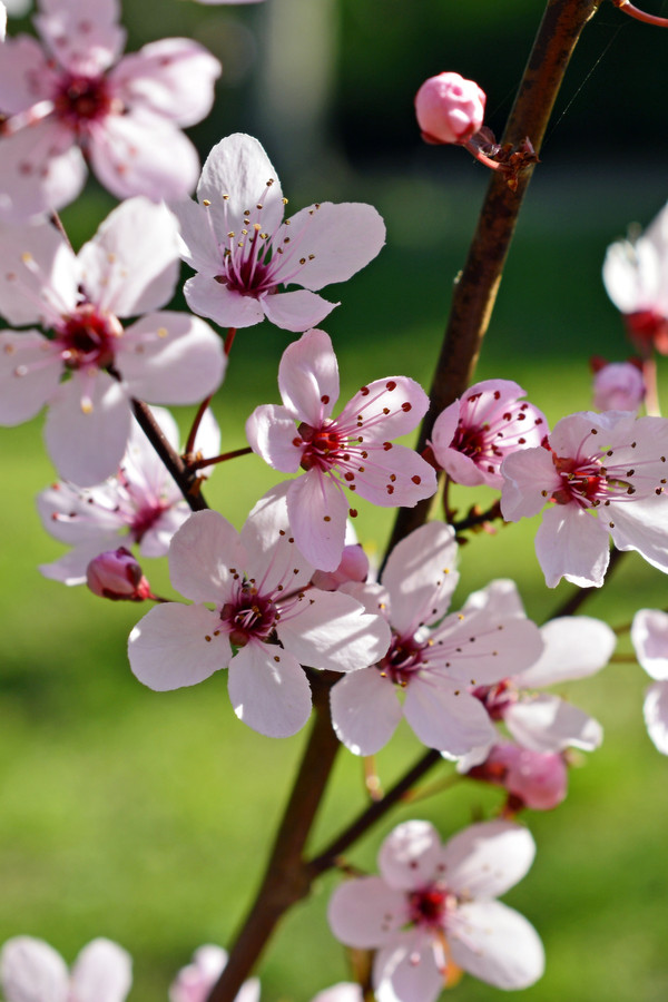 Bild Wildpflaume Blüte Pflanzenkunde