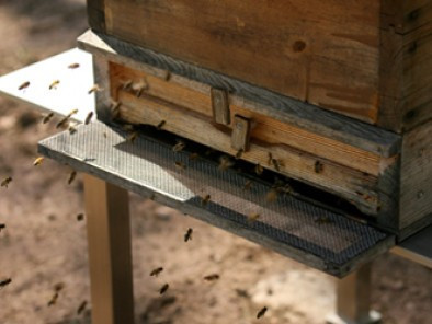 Bienen