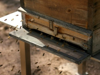 Bienen