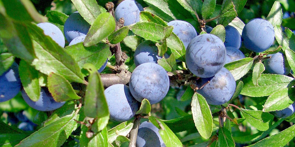 Bild Schlehe Frucht Pflanzenkunde