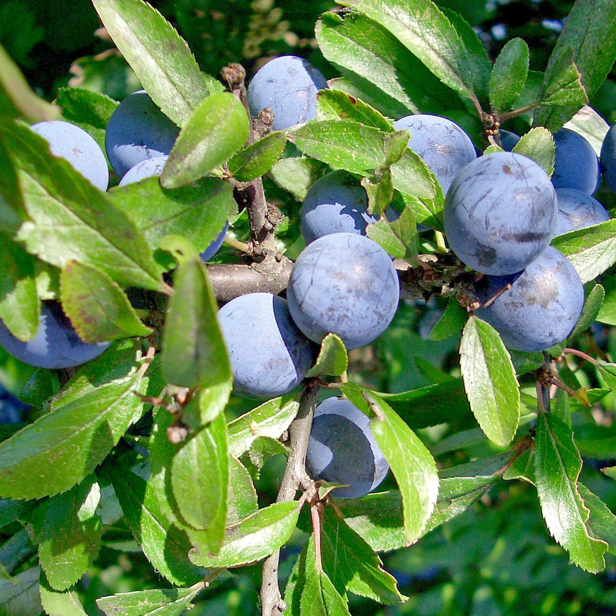 Bild Schlehe Frucht Pflanzenkunde