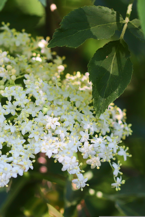 Bild Holunder Blüte Pflanzenkunde