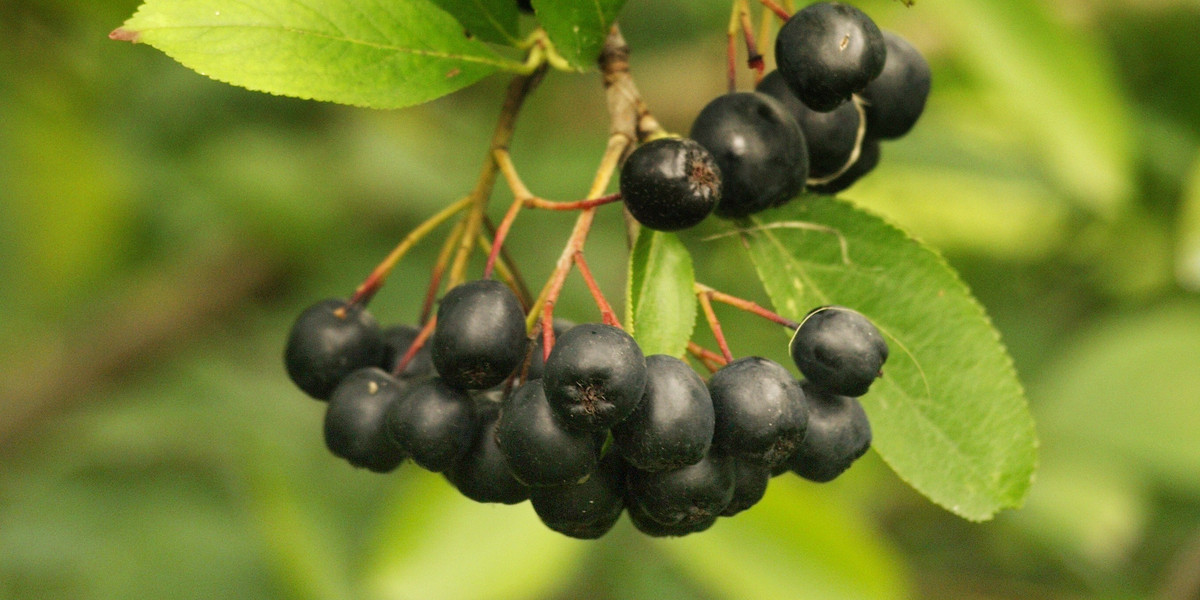 Bild Apfelbeere Frucht Pflanzenkunde Firma Lüdecke