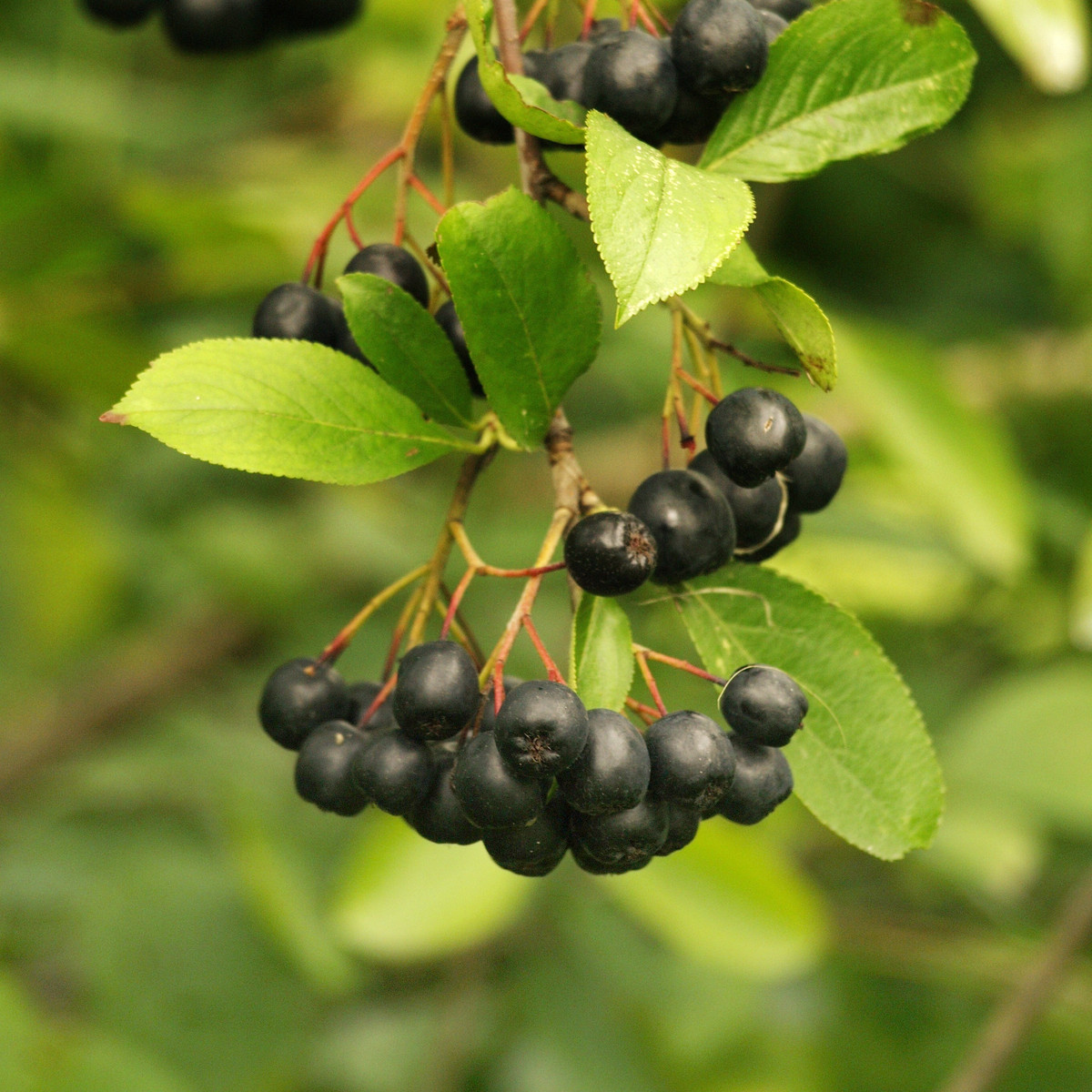 Bild Apfelbeere Frucht Pflanzenkunde Firma Lüdecke