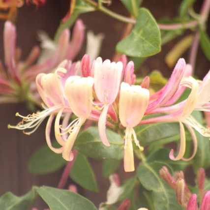 Bild Blüte Heckenkirsche Pflanzenkunde