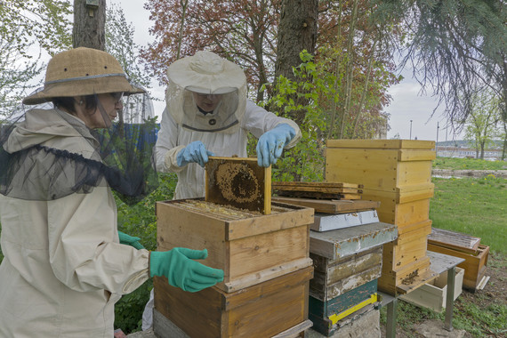 02 Bienen
