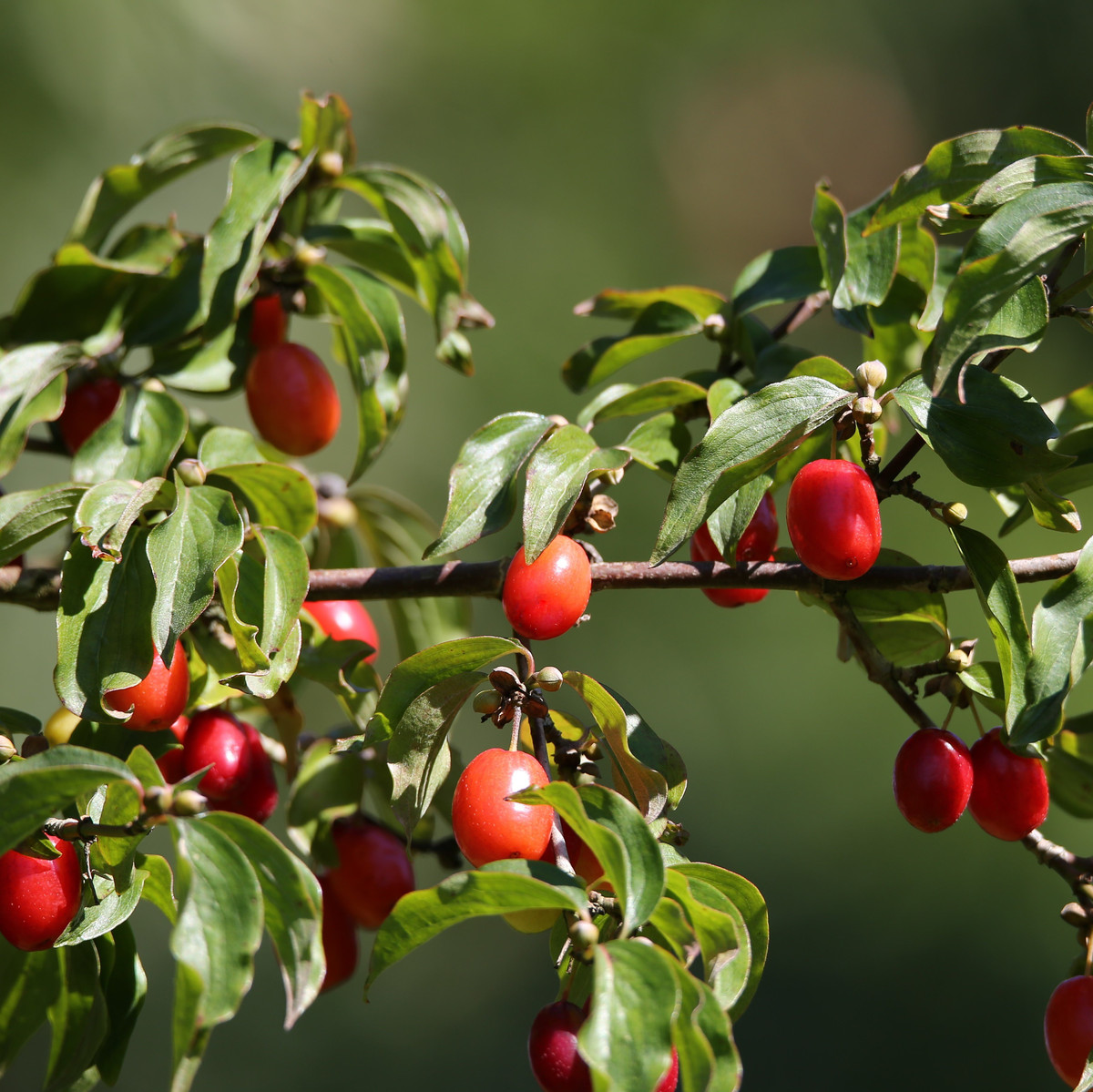 Bild Kornelkirsche Frucht Pflanzenkunde 