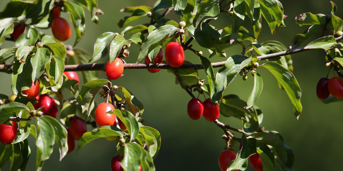 Bild Kornelkirsche Frucht Pflanzenkunde 
