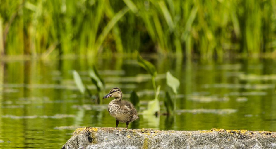 Bild baby Ente Firma Lüdecke