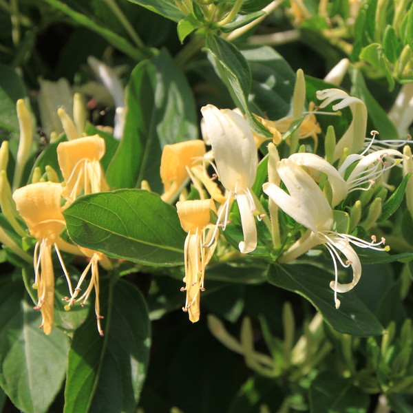 Bild Heckenkirsche Blüte Pflanzenkunde